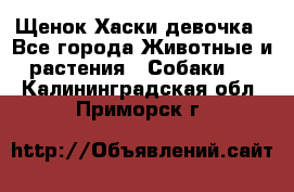 Щенок Хаски девочка - Все города Животные и растения » Собаки   . Калининградская обл.,Приморск г.